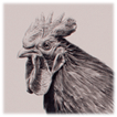 Running Cockerel drawing